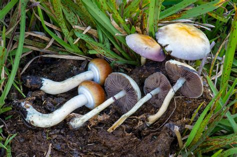 mushroom species with psilocybin